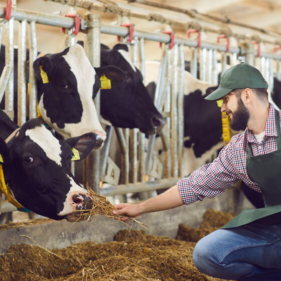 Animal Trading Animal Trading