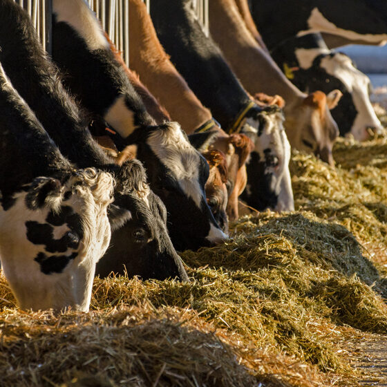 Cattle Feed Cattle Feed